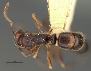 Media type: image;   Entomology 20458 Aspect: habitus dorsal view